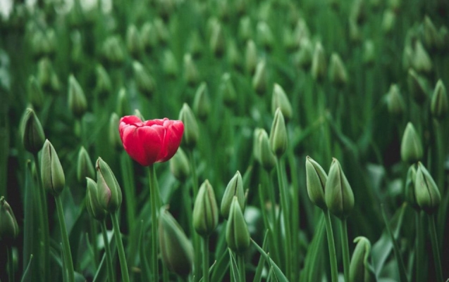 unique tulip flower for local disability service provider